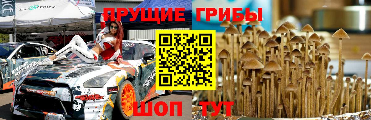 Псилоцибиновые грибы ЛСД  Вход с VPN  Тутаев  Галлюциногенные грибы Cubensis 
